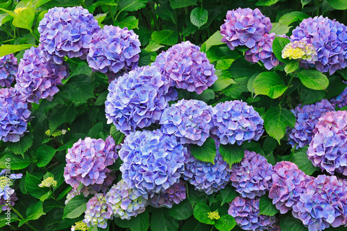 hydrangea