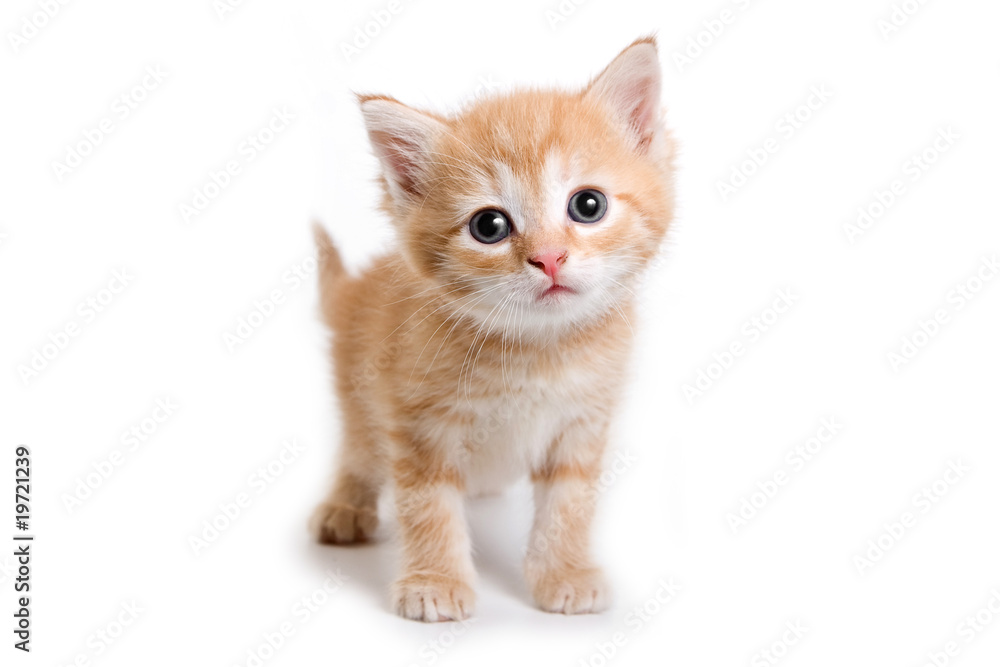 Obraz premium Kitten isolated on white background