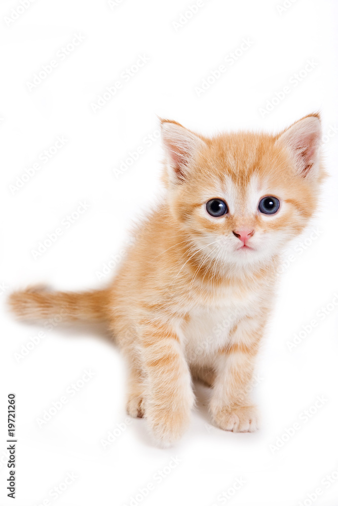 Kitten isolated on white background