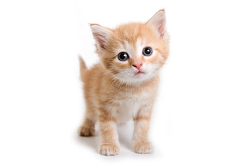 Kitten isolated on white background