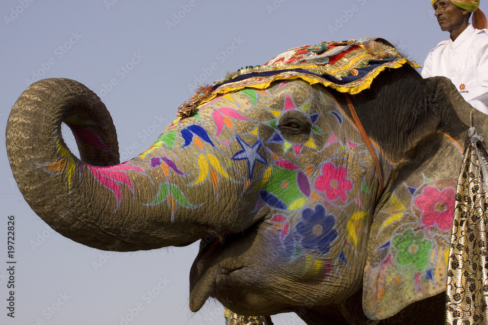 Naklejka premium Colorful hand painted elephant , Holi festival , Jaipur, Rajasthan, India 