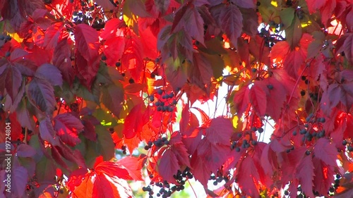 HD Wildgrape branch with red leaves, slightly moving photo