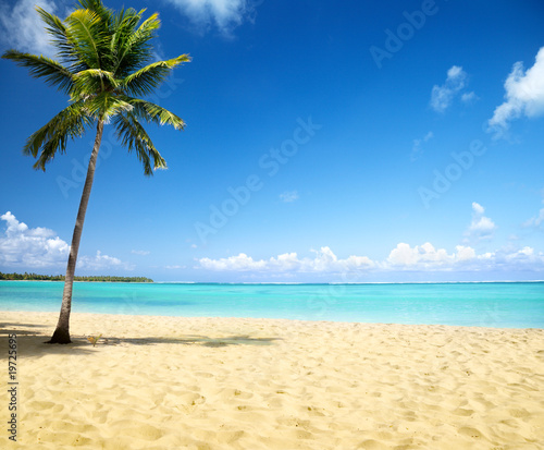 sea and coconut palm