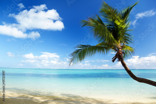 Fototapeta Naklejka Na Ścianę i Meble -  Carribean sea and coconut palm