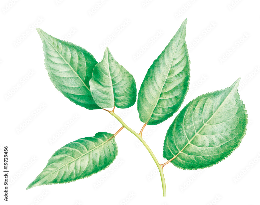 Obraz premium Pflaumenblätter