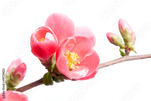 Spring flowering quince