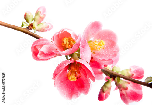 Spring flowering quince