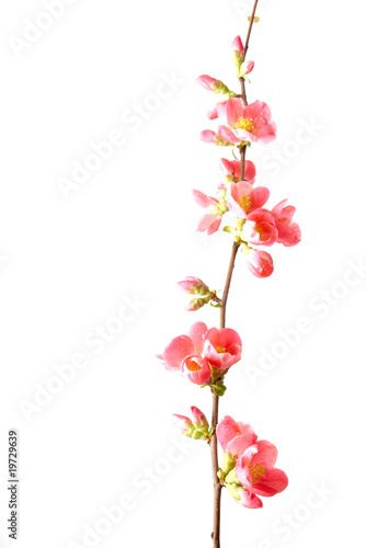 Spring flowering quince