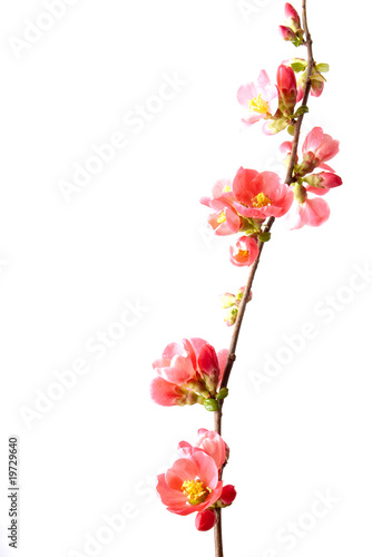 Spring flowering quince