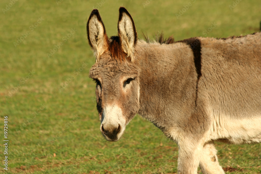 Donkey in a field