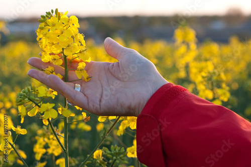 Feeling rapeseed