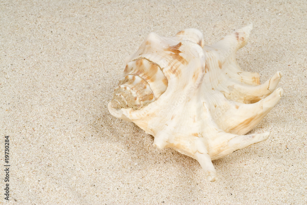 Seashell on the Beach Seashell on the Beach
