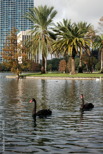 Black Swans at Eola Lake, Orlando