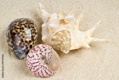 Seashells on the Beach