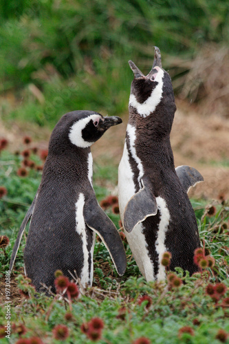 Magellan Pinguin (Spheniscus magellanicus), Seno Otway, Chile
