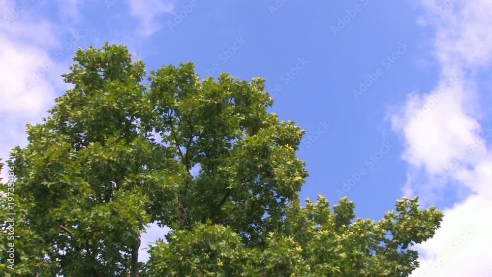 HD Tree moving from the storm on sky background HD Tree moving from the storm on sky background