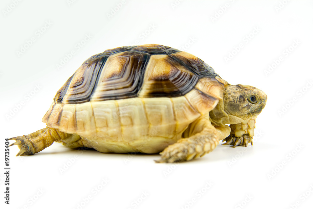 Naklejka premium Schildkröte