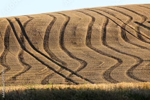 Tracks on golden field