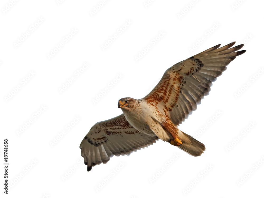 Obraz premium Ferruginous Hawk Isolated
