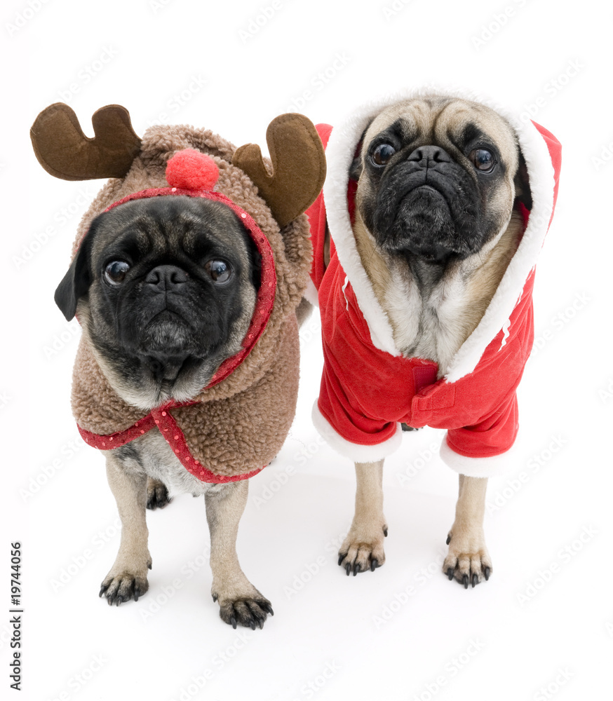 Two Christmas Pugs