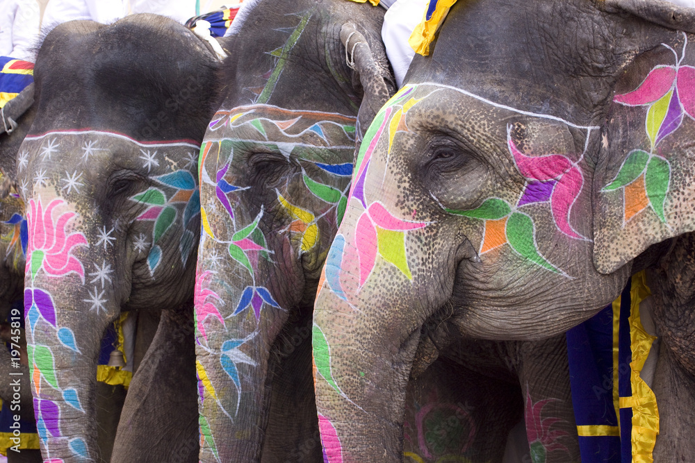 Obraz premium Colorful hand painted elephants, Holi festival, Jaipur, Rajasthan, India