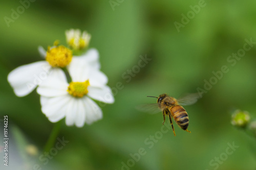ミツバチ © delphian