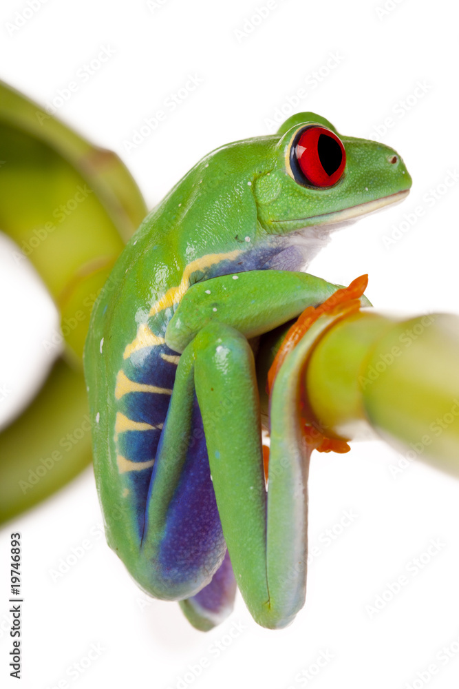 Obraz premium Bamboo Frog