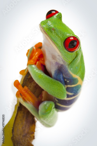 Banana Frog photo