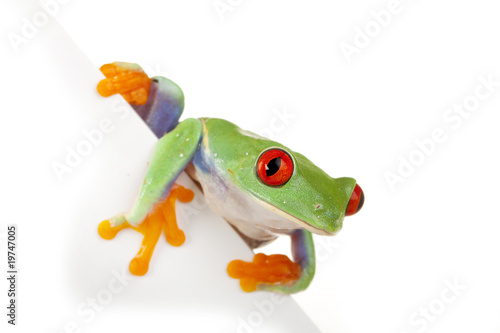 Page Frog