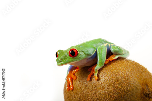 Kiwi Frog