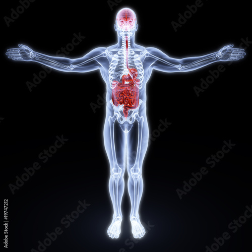 human entrails and brain under X-rays. 3d render.