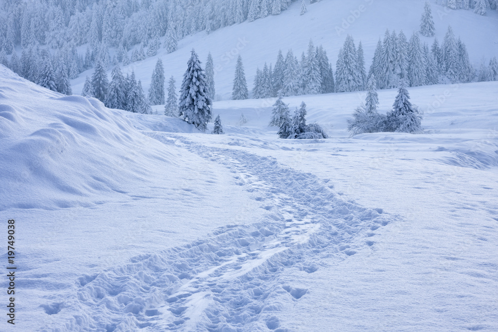 Fototapeta premium spuren im schnee