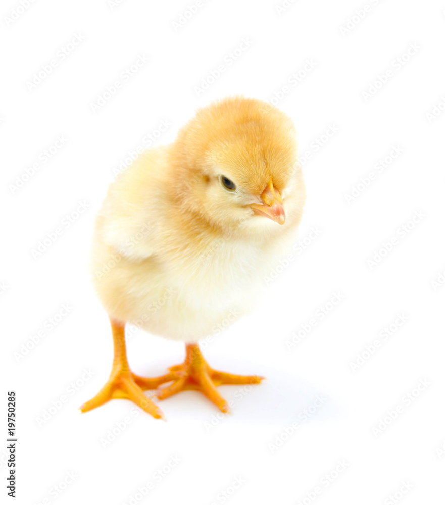 Fototapeta premium a chicken