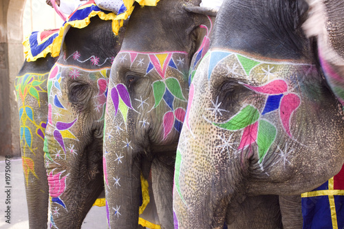 Photography Colorful hand painted elephants, Holi festival, Jaipur, Rajasthan, India