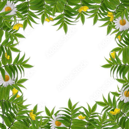 White frame with flower on the white background