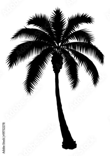 Palm Tree Silhouette