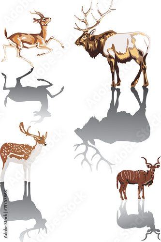 horned animals with reflection