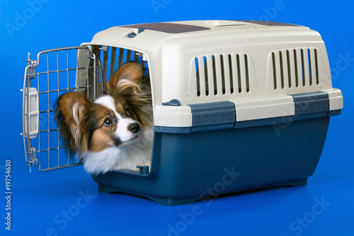 Young papillon