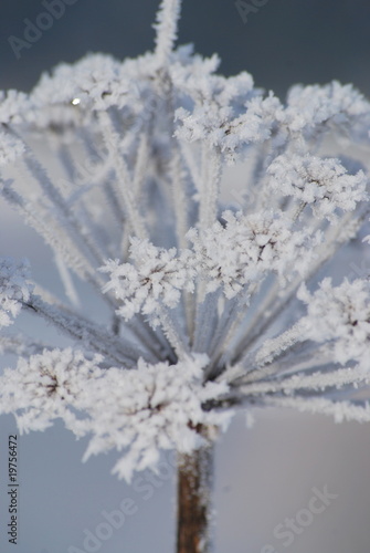 fleur de neige © soniaC
