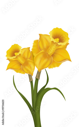 Fototapeta Naklejka Na Ścianę i Meble -  jonquilles