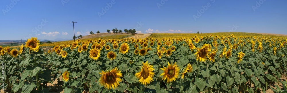 Obraz premium Sunflower Field