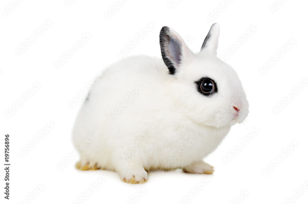 l beautiful rabbit