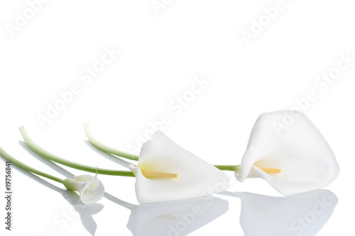 Fotografija Three white  calla lilies