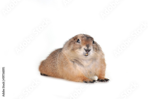Canvas-taulu prairie dog