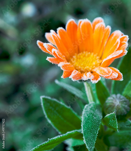 calendula