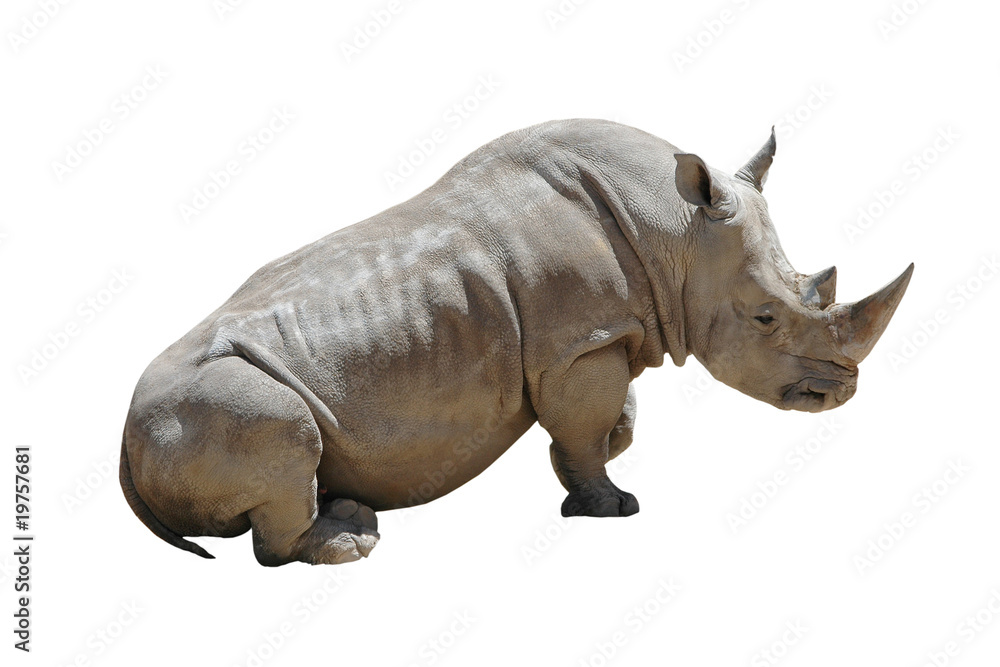 White Rhino Isolated on White Background with Clipping Path White Rhino Isolated on White Background with Clipping Path