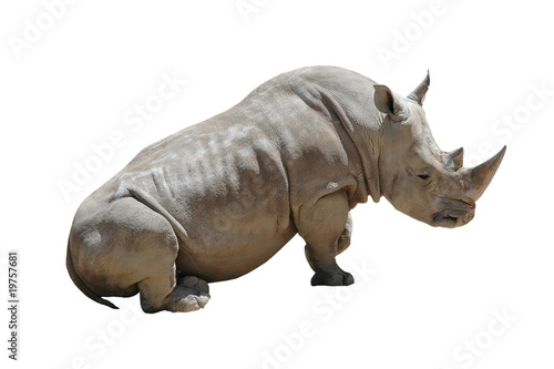 White Rhino Isolated on White Background with Clipping Path © gracious_tiger