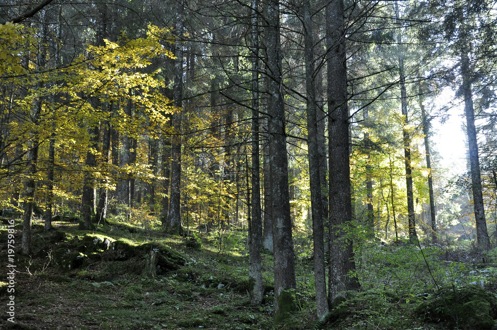 Obraz premium bosco foresta autunno