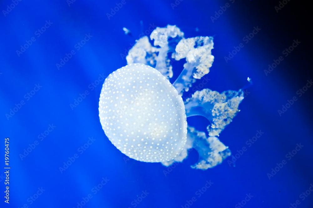 Australian spotted jellyfish or the White-spotted jellyfish.