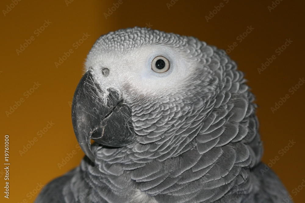 Obraz premium parrot